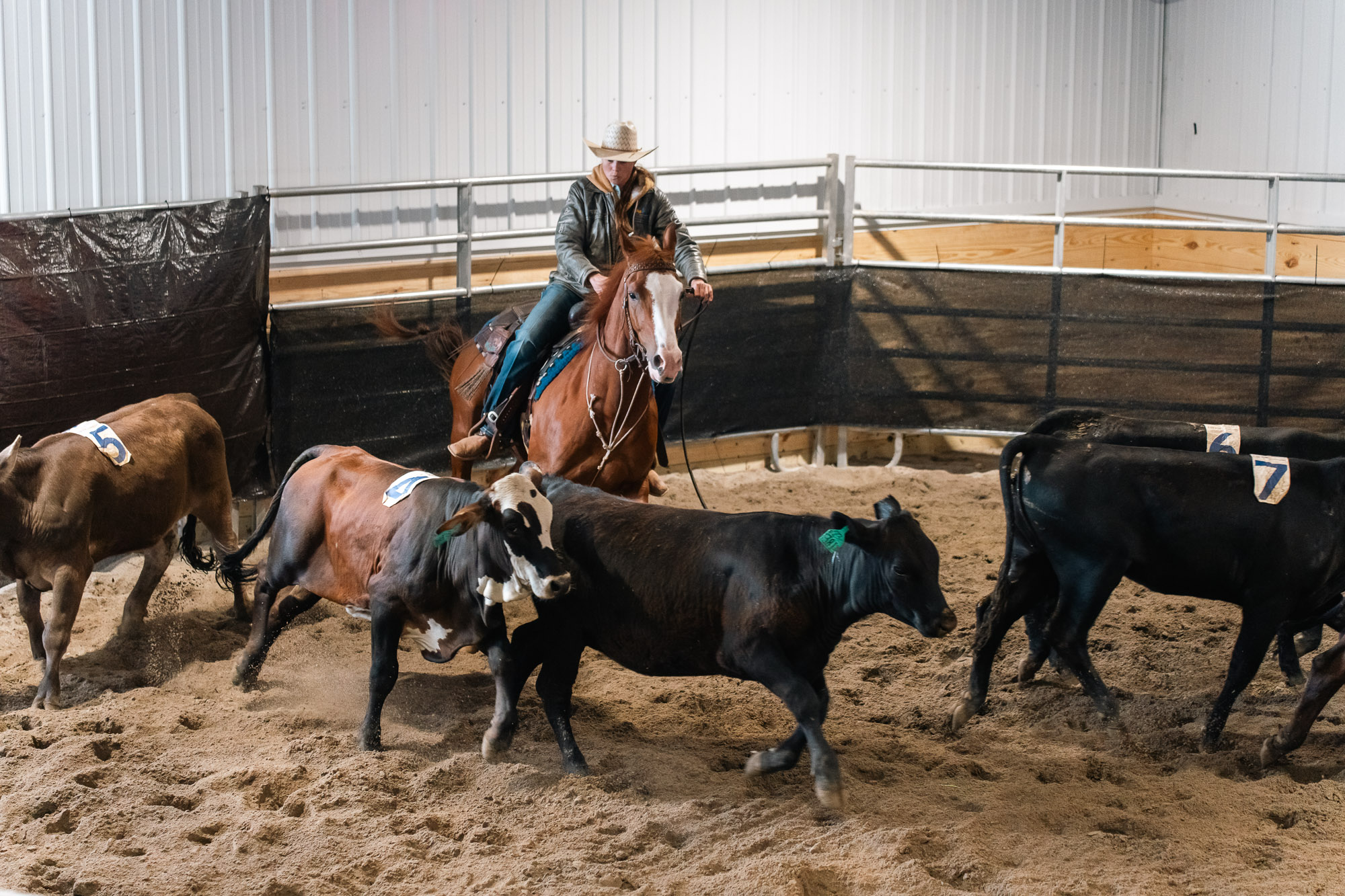 Double L Ranch Ranch Sorting Event - Photo #67