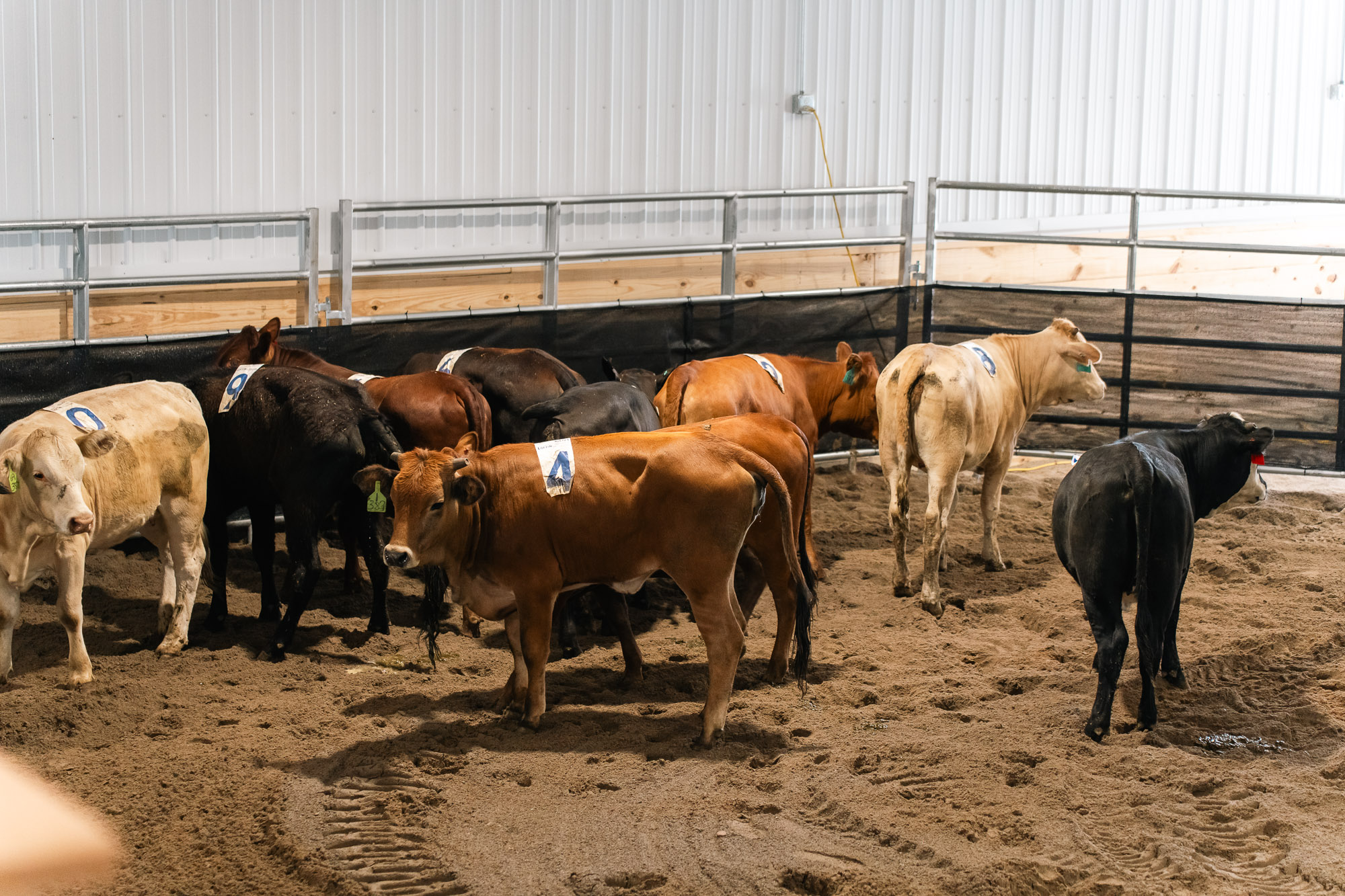 Double L Ranch Ranch Sorting Event - Photo #7